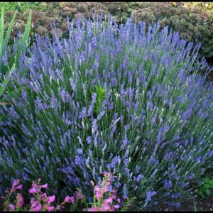 HIDCOTE ENGLISH LAVENDER