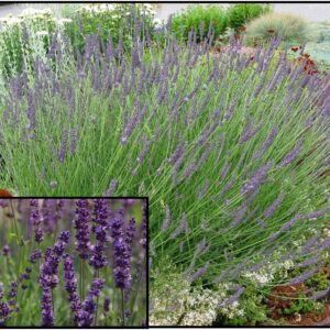 PHENOMENAL LAVENDER
