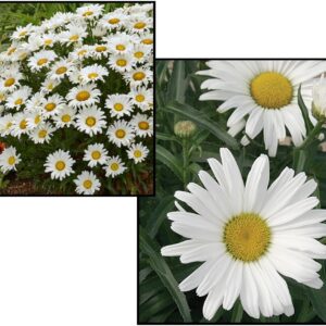 DAISY MAY SHASTA DAISY