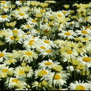 BANANA CREAM SHASTA DAISY