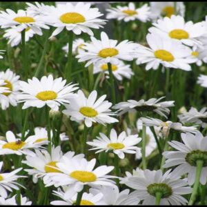 BECKY SHASTA DAISY