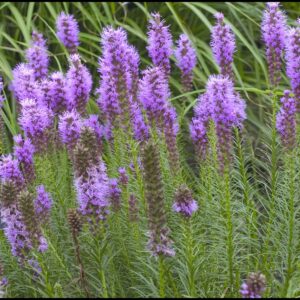 MARSH BLAZING STAR