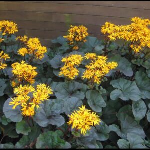 BRITT-MARIE CRAWFORD LIGULARIA