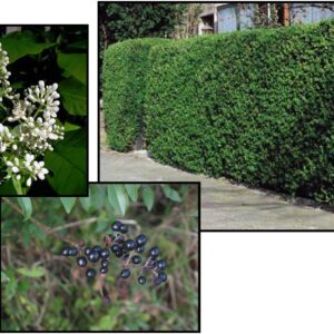 CHEYENNE PRIVET