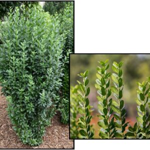 STRAIGHT TALK® PRIVET