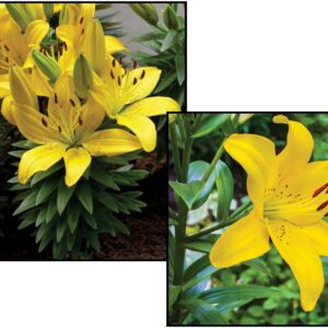 GOLDEN MATRIX LILY