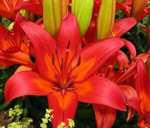 MATRIX LILY