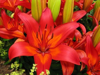 MATRIX LILY