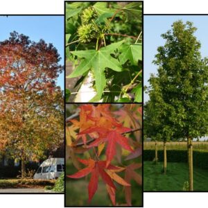 WORPLESDON SWEETGUM