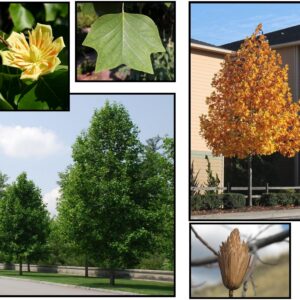 TULIP TREE