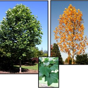 EMERALD CITY® TULIP TREE