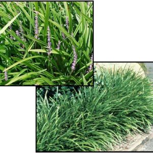 CREEPING LILYTURF