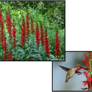 CARDINAL FLOWER