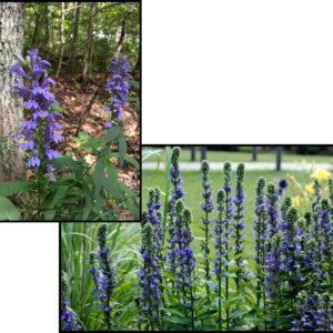 GREAT BLUE LOBELIA CARDINAL FLOWER