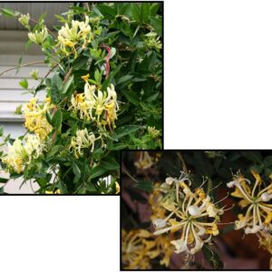 SCENTSATION HONEYSUCKLE VINE