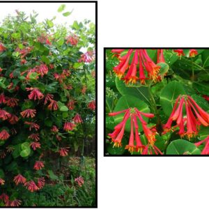 MAJOR WHEELER HONEYSUCKLE VINE