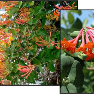 MANDARIN HONEYSUCKLE VINE