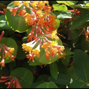 GOLDFLAME HONEYSUCKLE VINE