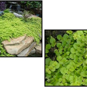 GOLDEN CREEPING JENNY