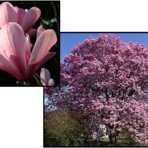 GALAXY MAGNOLIA