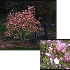 JANE MAGNOLIA