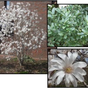 ROYAL STAR MAGNOLIA