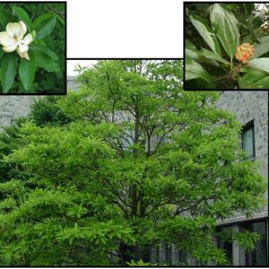 SWEETBAY MAGNOLIA