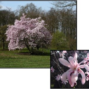 LEONARD MESSEL MAGNOLIA