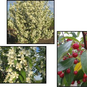 STARLITE CRABAPPLE