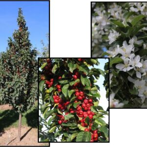 IVORY SPEAR CRABAPPLE