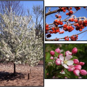SUGAR TYME CRAB
