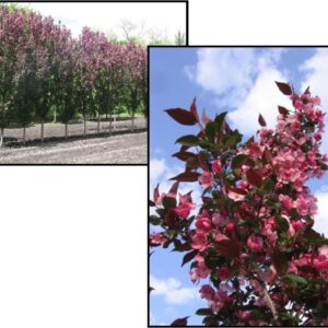 GLADIATOR™ CRABAPPLE