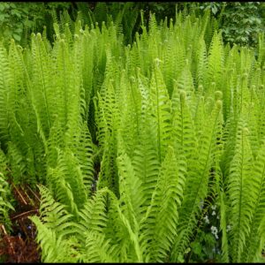 OSTRICH FERN