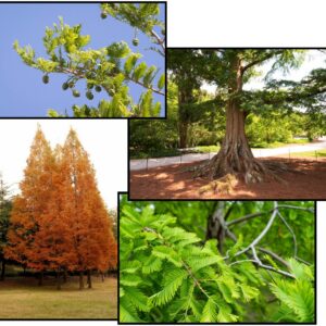 DAWN REDWOOD
