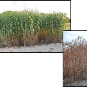 GIANT MAIDEN GRASS