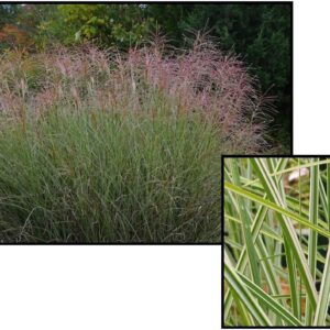 MORNING LIGHT MAIDEN GRASS