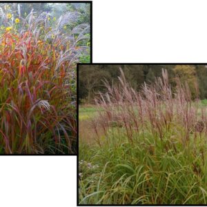 PURPLE MAIDEN GRASS
