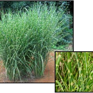 PORCUPINE MAIDEN GRASS