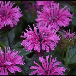 UPSCALE LAVENDER TAFFETA BEE BALM