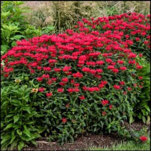 UPSCALE RED VELVET BEE BALM