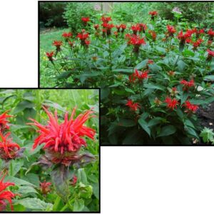 JACOB CLINE BEE BALM