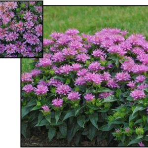 PARDON MY LAVENDER BEE BALM