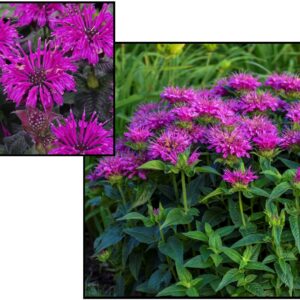 PARDON MY PURPLE BEE BALM