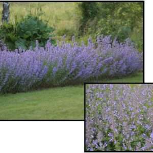 JUNIOR WALKER CATMINT