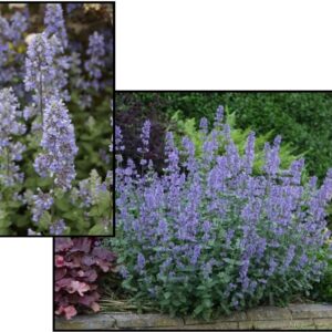 SUMMER MAGIC CATMINT