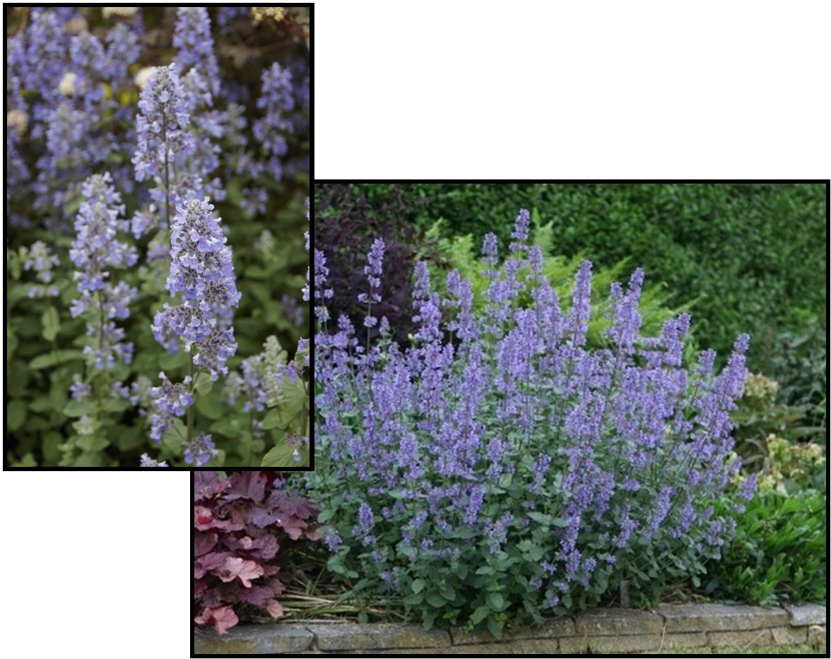SUMMER MAGIC CATMINT