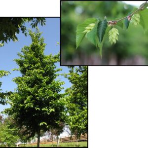 AUTUMN TREASURE IRONWOOD