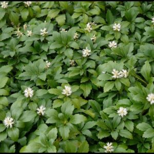 GREEN CARPET PACHYSANDRA