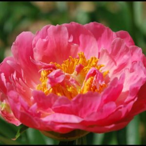 CORAL CHARM PEONY