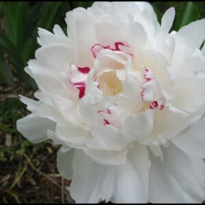 FESTIVA MAXIMA PEONY